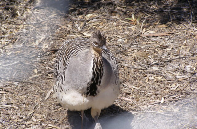 Malleefowl