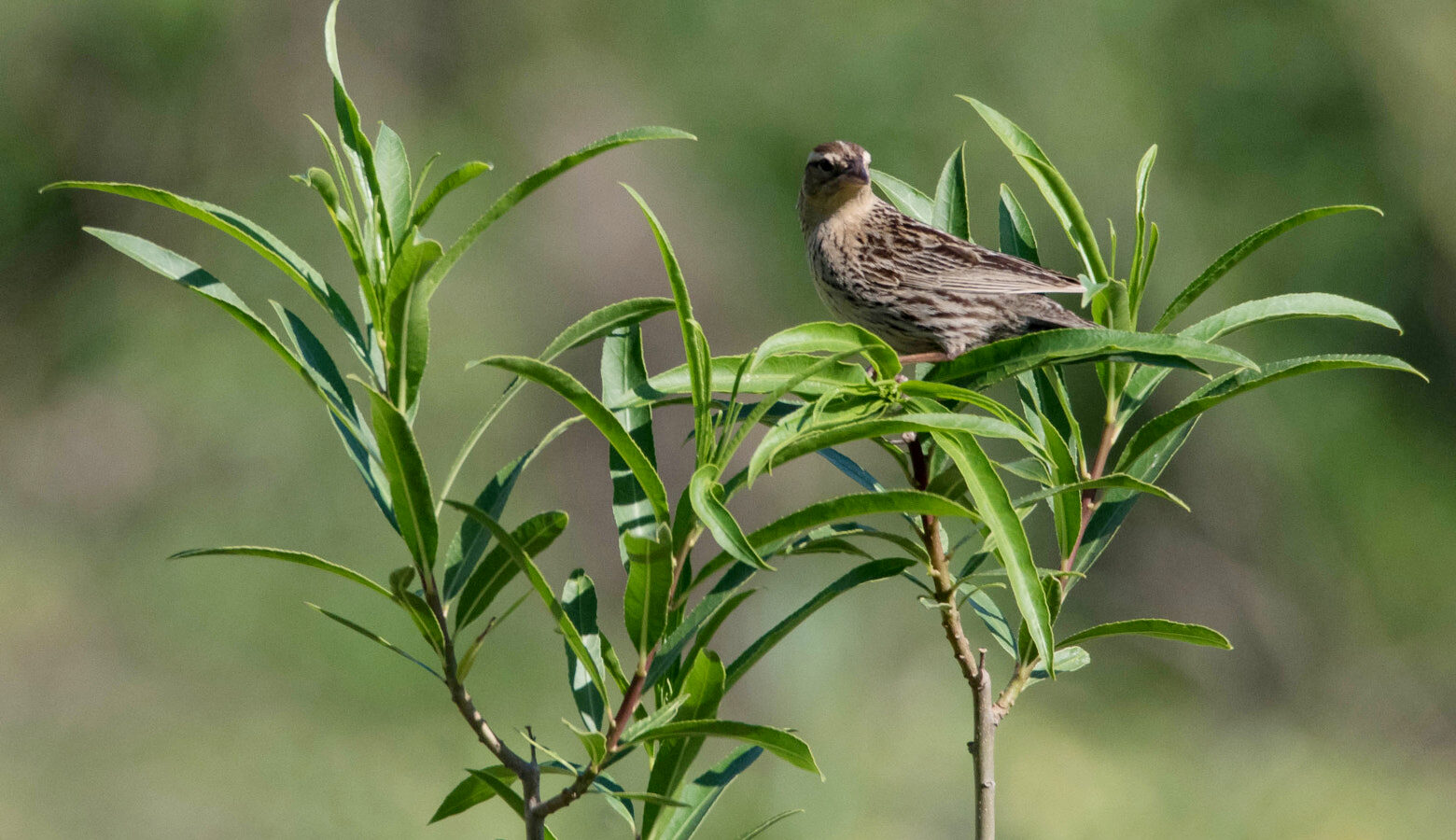 White-browed Meadowlark