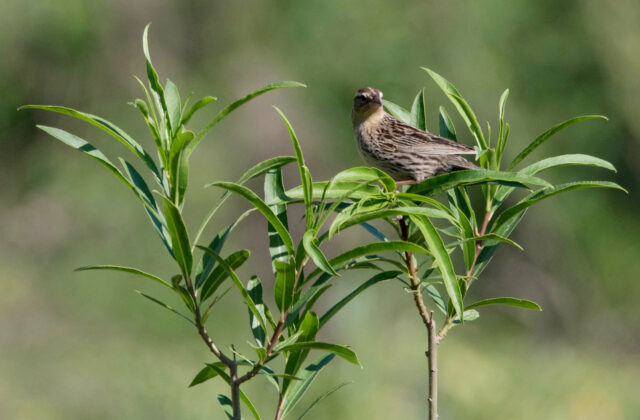 White-browed Meadowlark