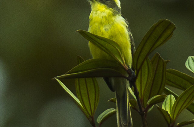 Lemon-browed Flycatcher