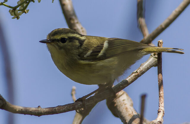 Lemon-rumped Warbler