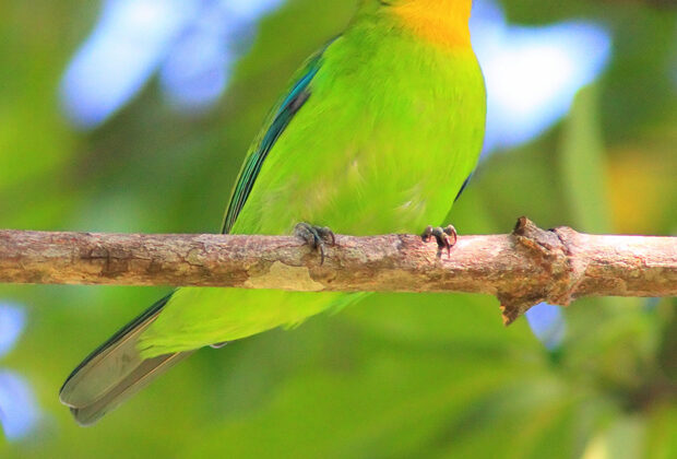 Yellow-throated Leafbird
