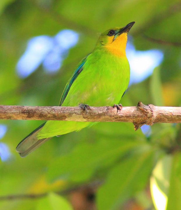 Yellow-throated Leafbird