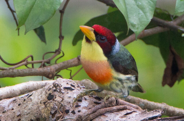Lemon-throated Barbet