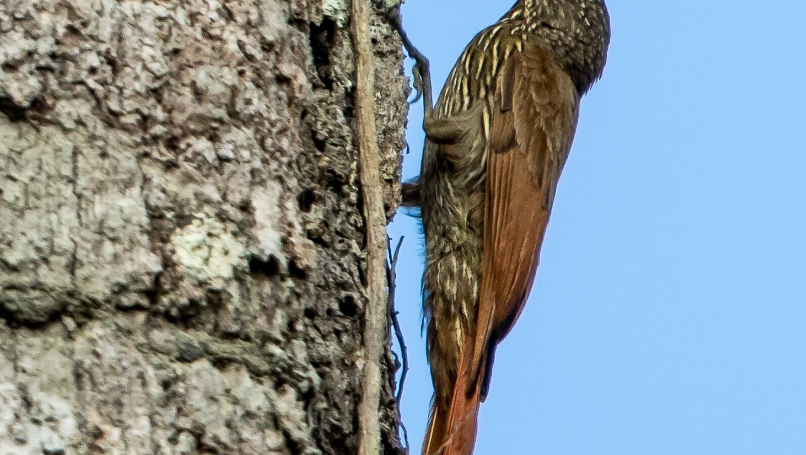 Guianan Woodcreeper