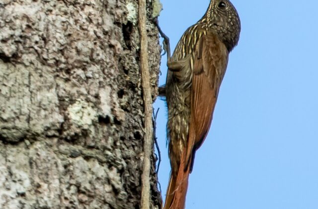 Guianan Woodcreeper