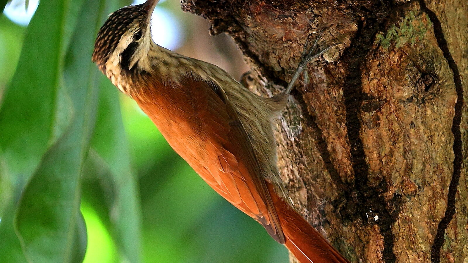 Narrow-billed Woodcreeper