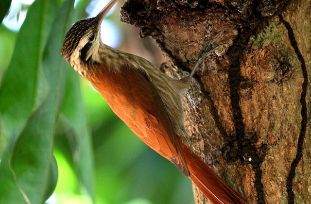 Narrow-billed Woodcreeper