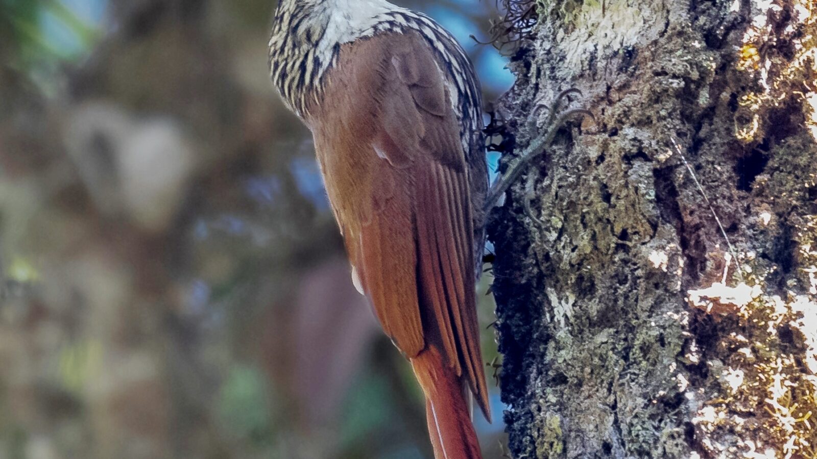 Scalloped Woodcreeper