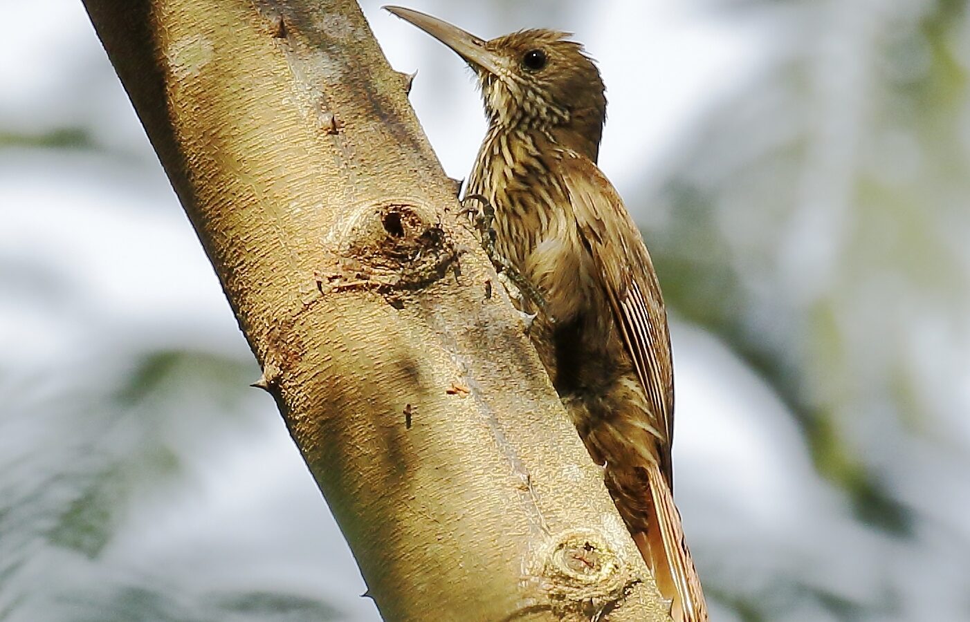 Inambari Woodcreeper