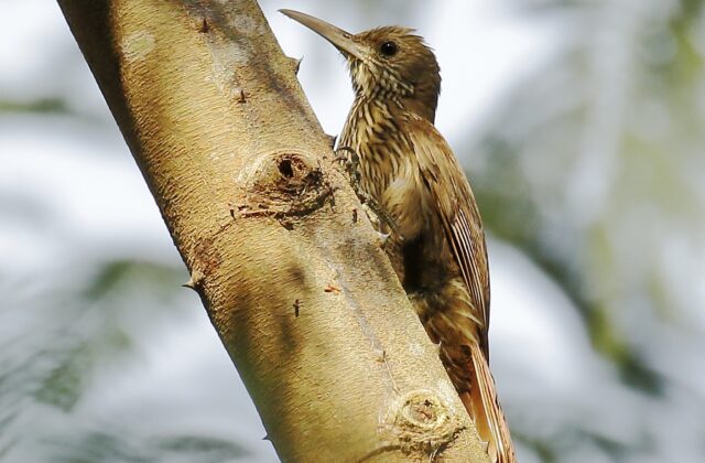 Inambari Woodcreeper