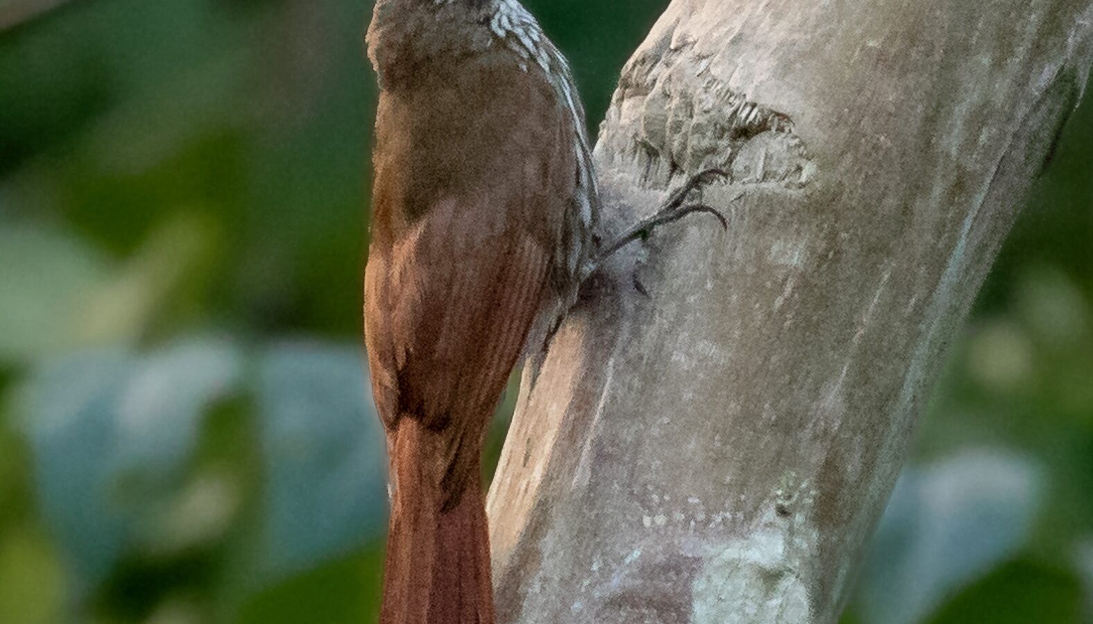 Dusky-capped Woodcreeper