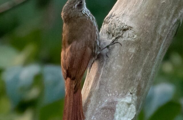 Dusky-capped Woodcreeper