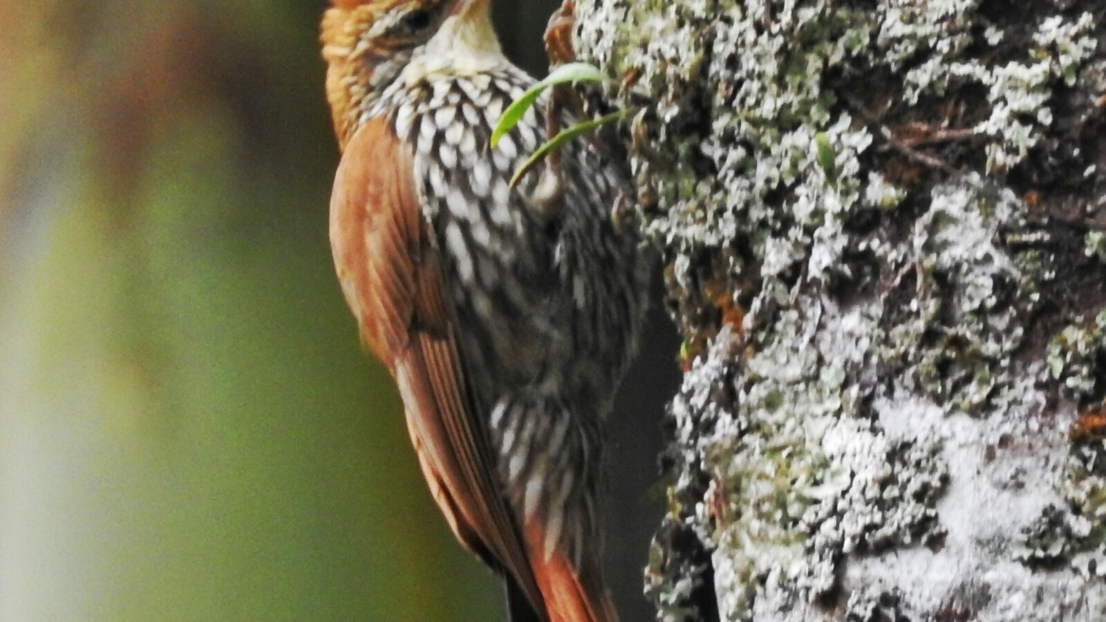 Scaled Woodcreeper