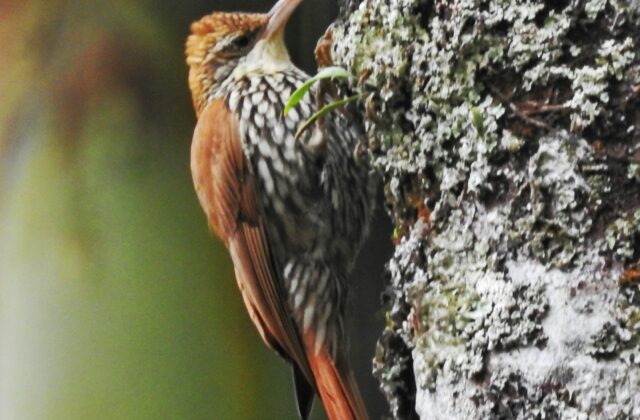 Scaled Woodcreeper