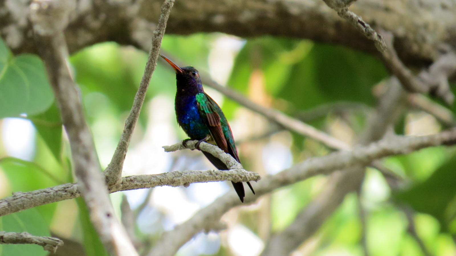 Sapphire-bellied Hummingbird