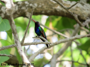 Sapphire-bellied Hummingbird