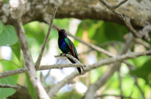 Sapphire-bellied Hummingbird