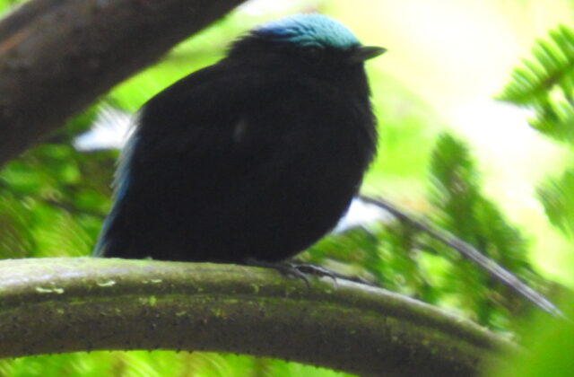Cerulean-capped Manakin