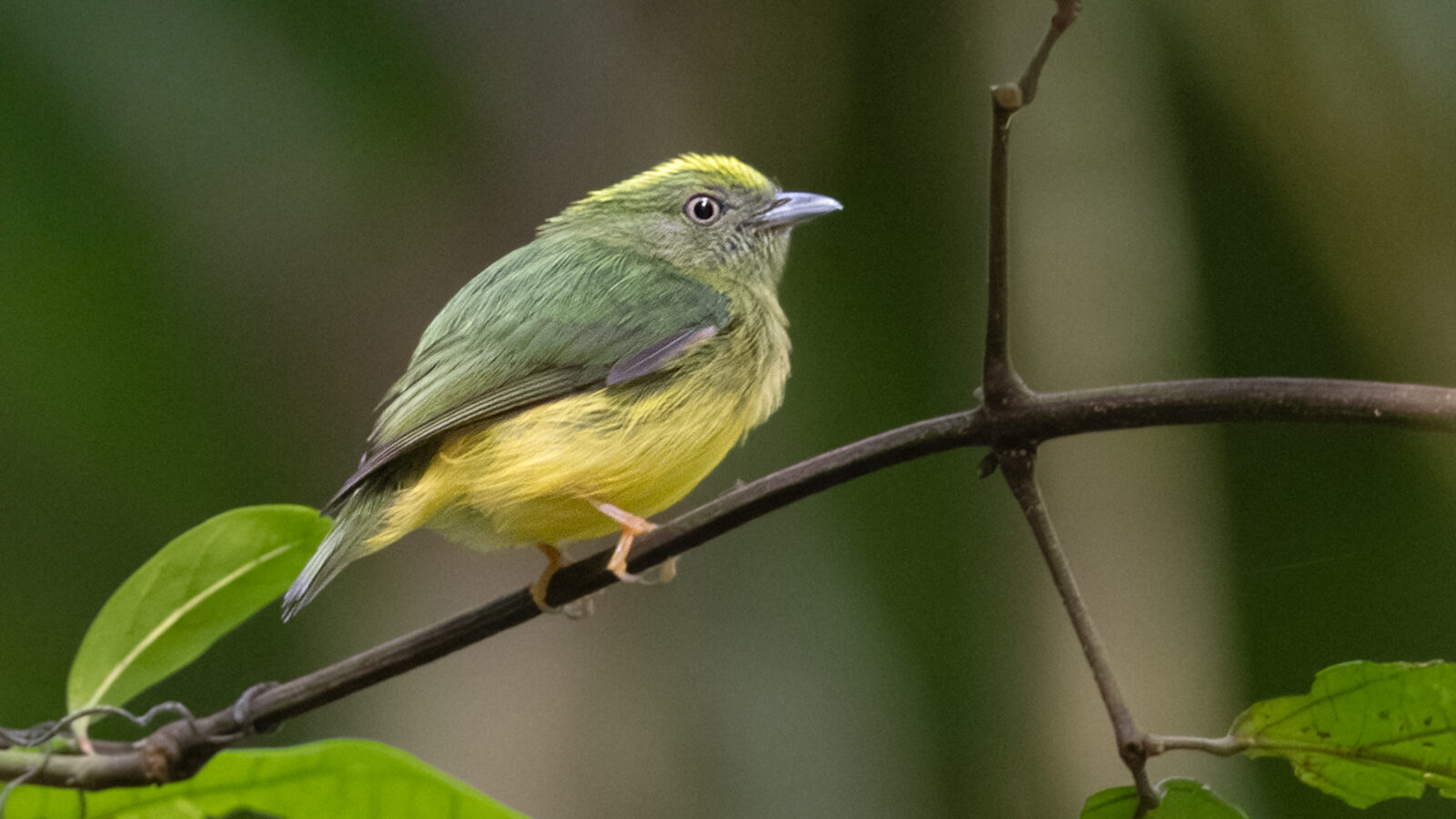 Golden-crowned Manakin