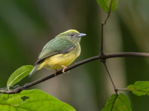 Golden-crowned Manakin