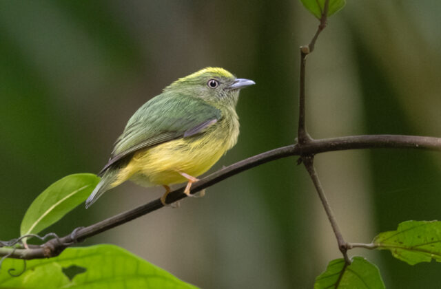 Golden-crowned Manakin