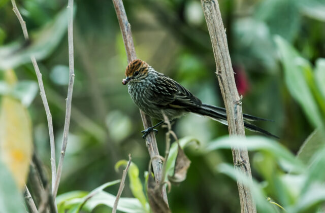 Rusty-crowned Tit-Spinetail