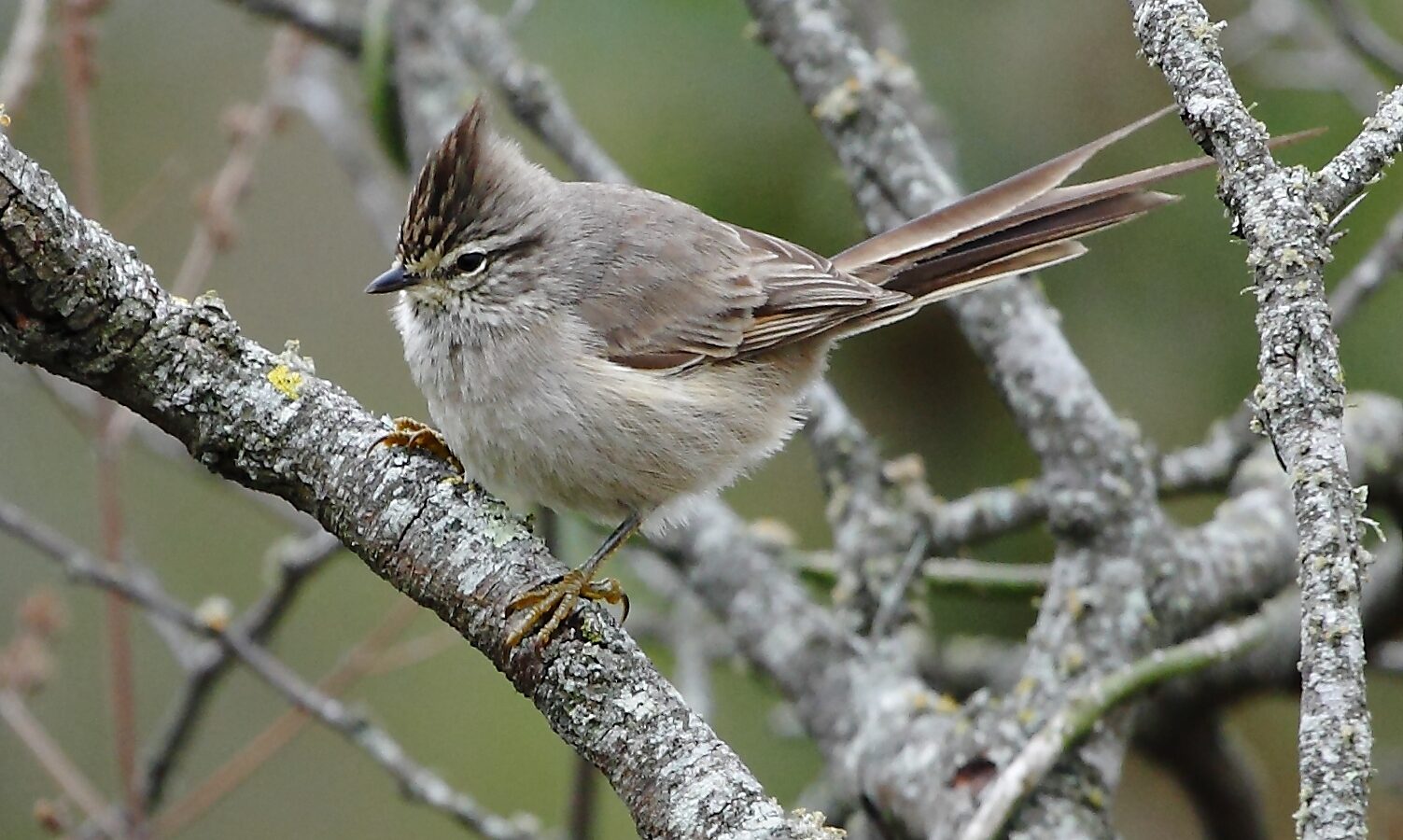Tufted Tit-Spinetail