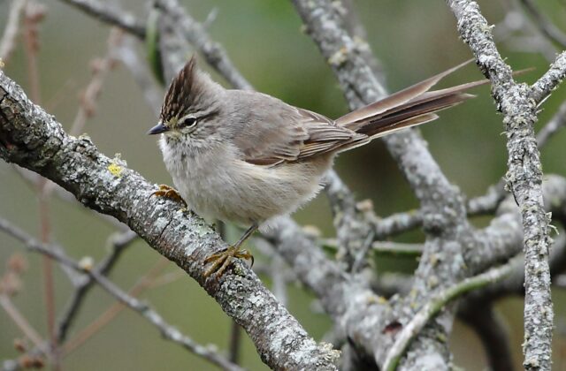 Tufted Tit-Spinetail