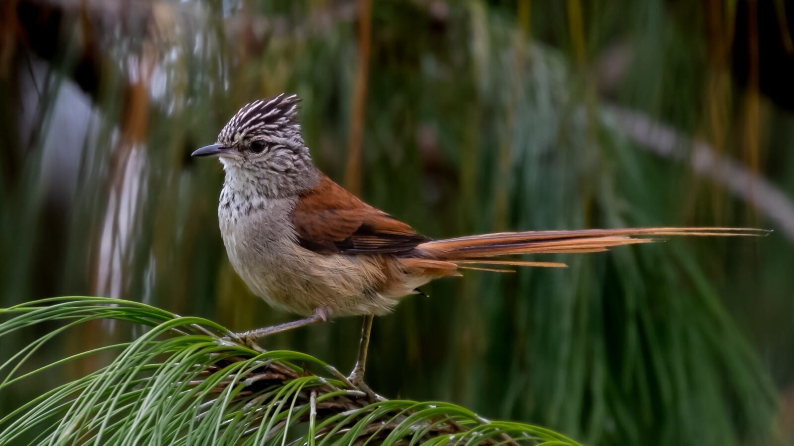 Araucaria Tit-Spinetail