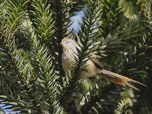 Striolated Tit-Spinetail