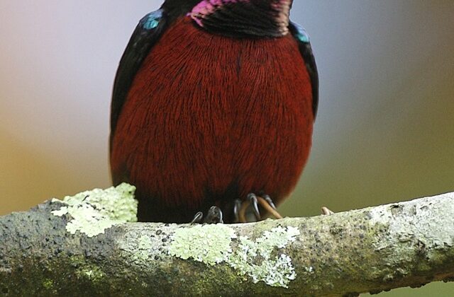 Van Hasselt’s Sunbird