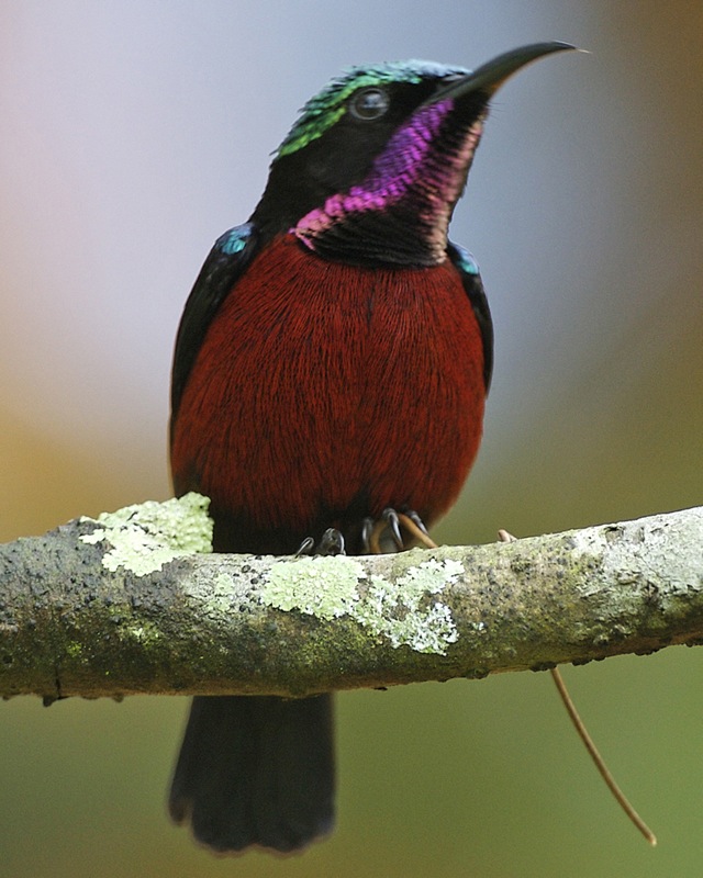 Van Hasselt’s Sunbird