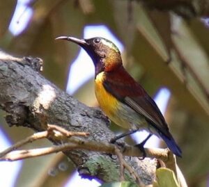 Purple-throated Sunbird