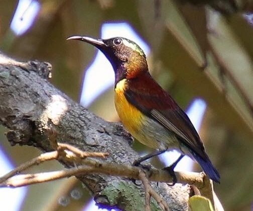 Purple-throated Sunbird