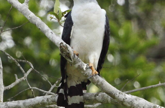 Grey-headed Kite