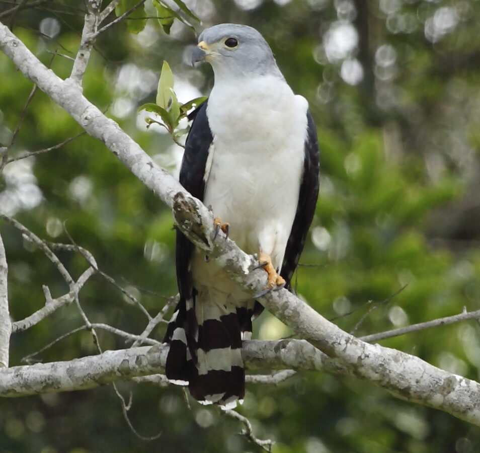 Grey-headed Kite