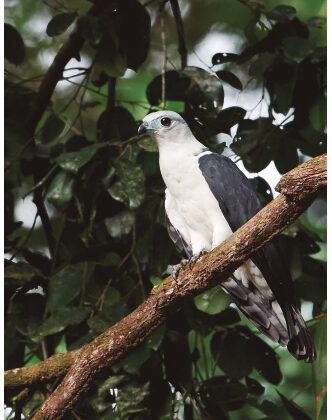 White-collared Kite