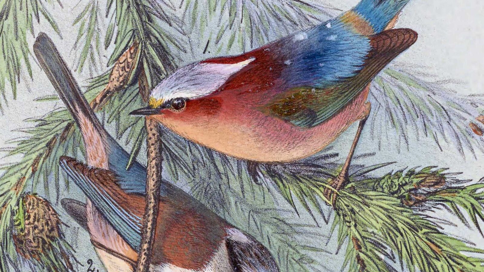 Crested Tit-warbler