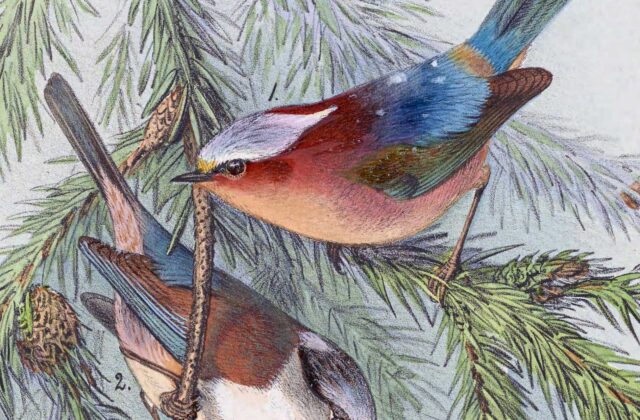 Crested Tit-warbler