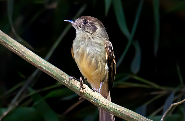 Sepia-capped Flycatcher