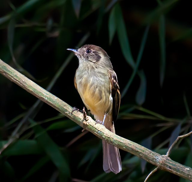 Sepia-capped Flycatcher