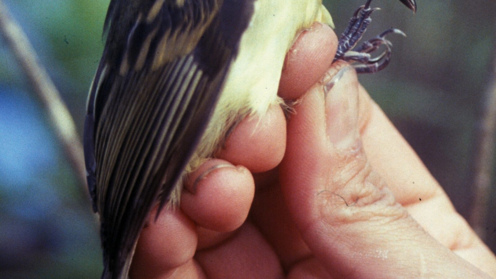 Slaty-capped Flycatcher
