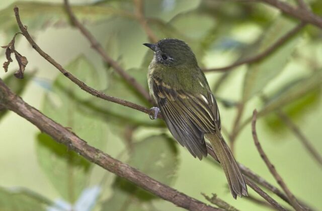 Inca Flycatcher