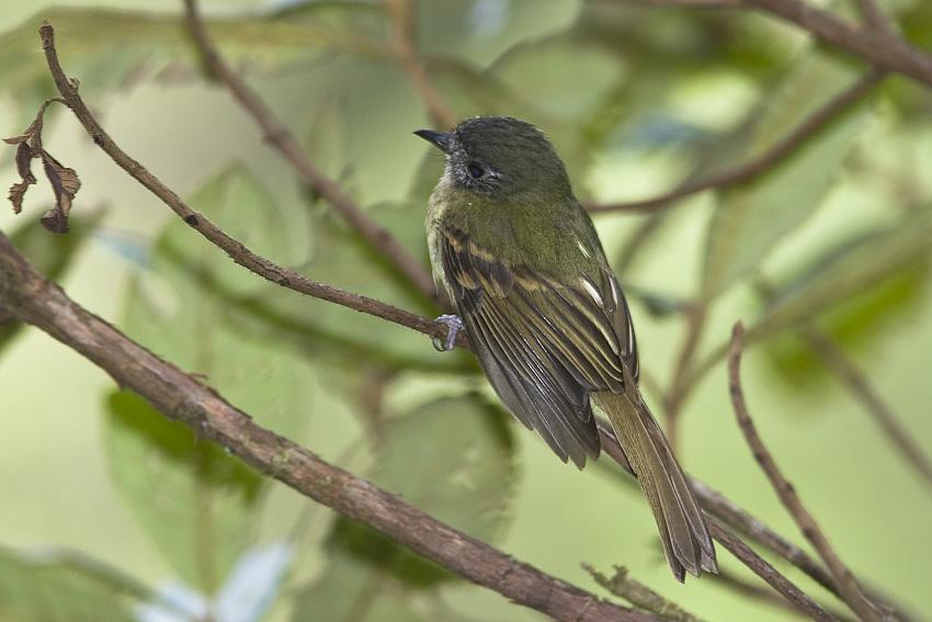Inca Flycatcher