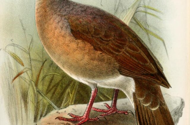 Yungas Dove