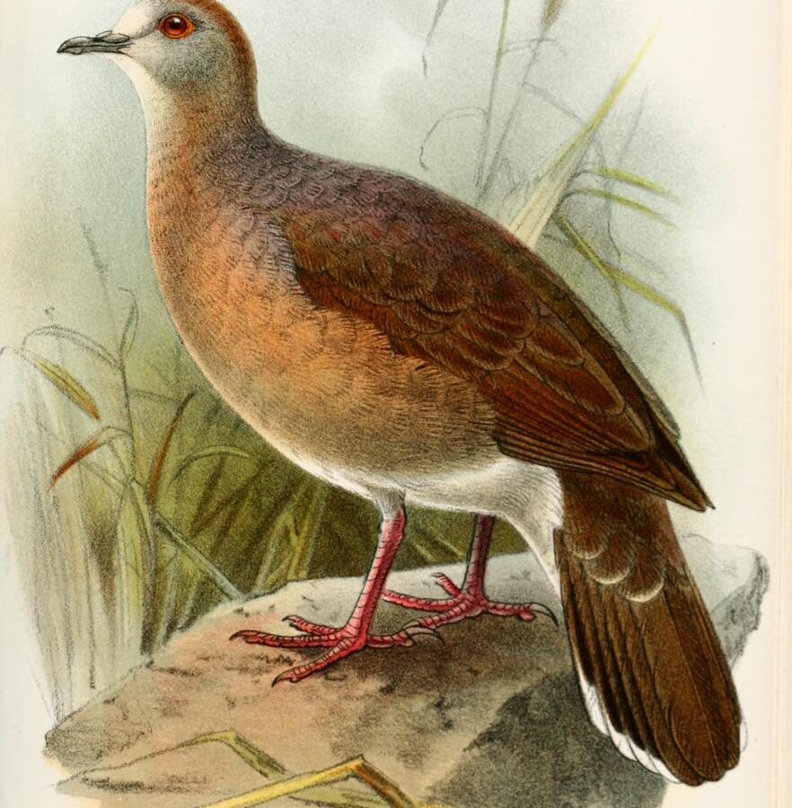 Yungas Dove