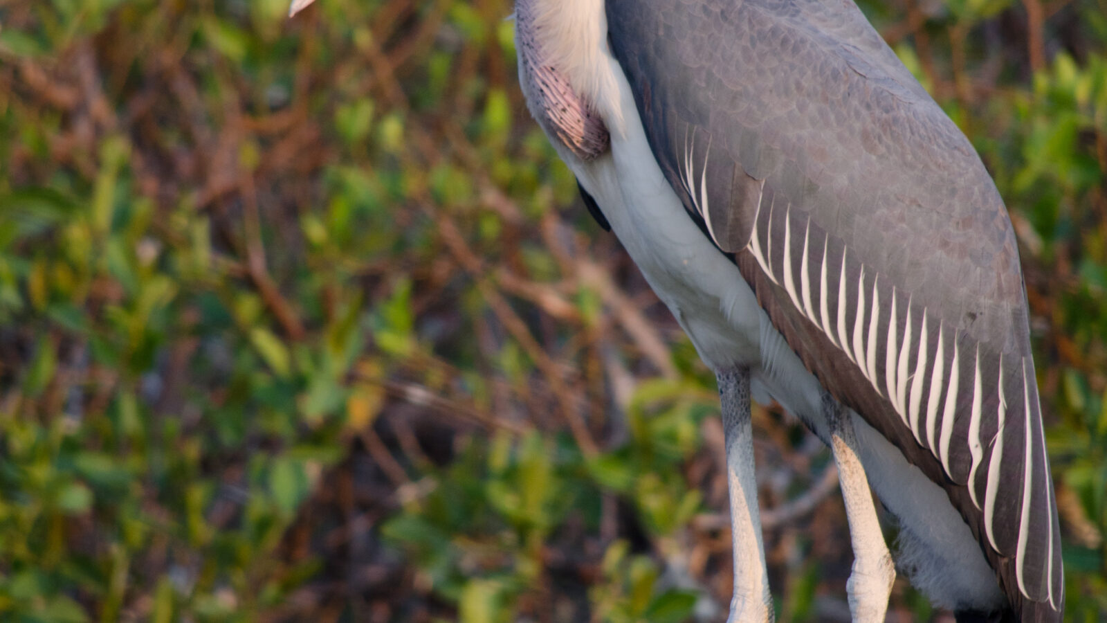 Marabou Stork