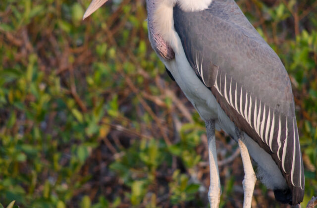 Marabou Stork