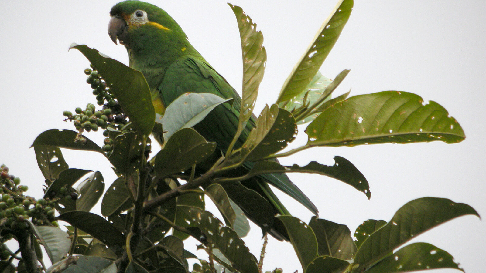 Golden-plumed Parakeet